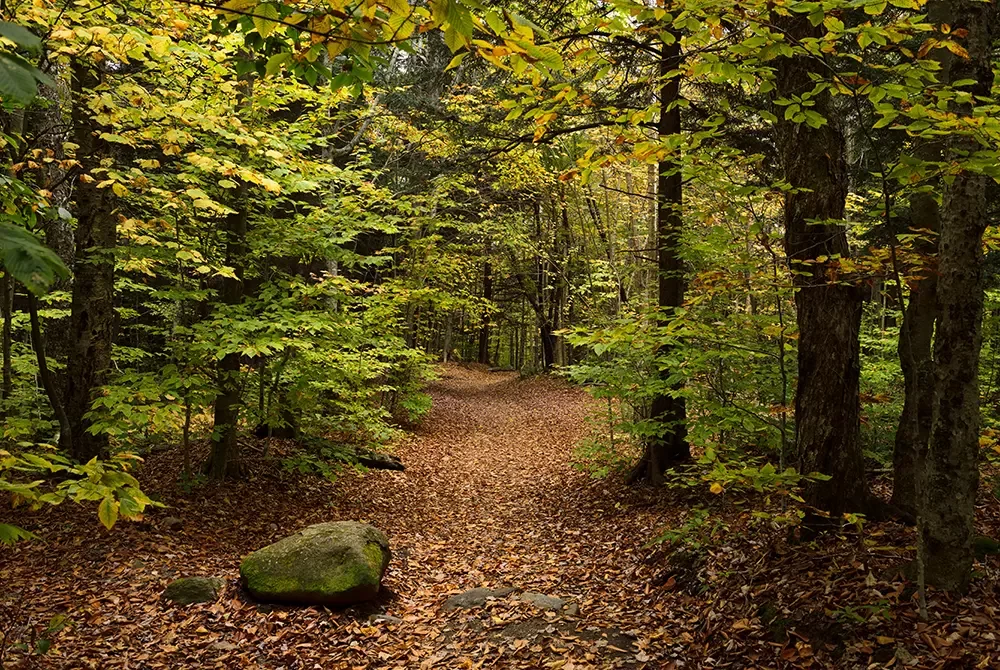 A forest trail covered in fallen leaves winds through trees with green and yellow foliage near one of the charming hotels in Madras OR. A moss-covered rock sits beside the path, and soft sunlight filters through the branches above.
